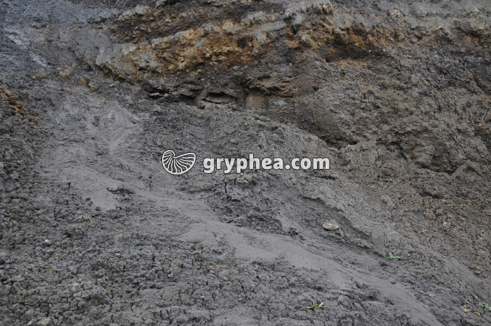 Ravinement de l'argile (falaise des Vaches noires, Calvados) - gryphea.org